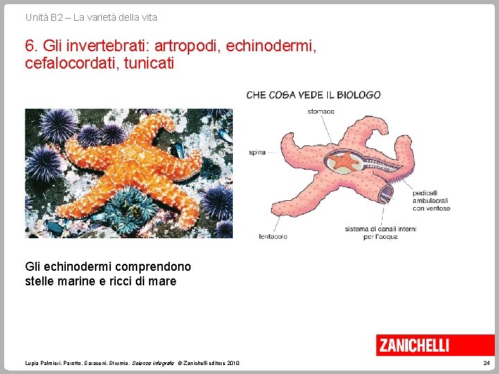 Unità B 2 – La varietà della vita 6. Gli invertebrati: artropodi, echinodermi, cefalocordati,