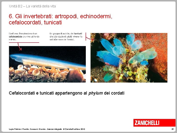 Unità B 2 – La varietà della vita 6. Gli invertebrati: artropodi, echinodermi, cefalocordati,