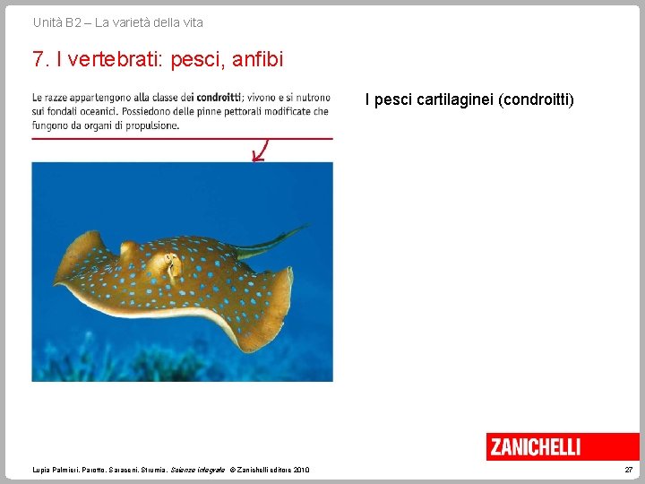 Unità B 2 – La varietà della vita 7. I vertebrati: pesci, anfibi I