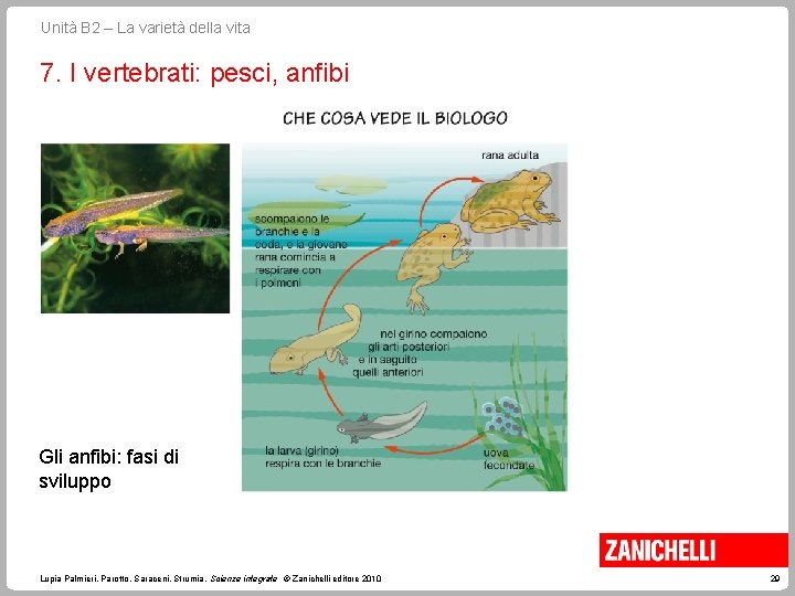 Unità B 2 – La varietà della vita 7. I vertebrati: pesci, anfibi Gli