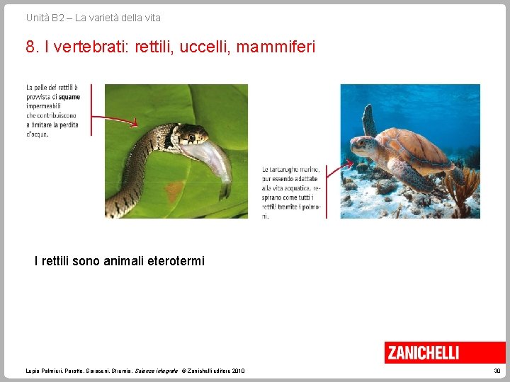 Unità B 2 – La varietà della vita 8. I vertebrati: rettili, uccelli, mammiferi