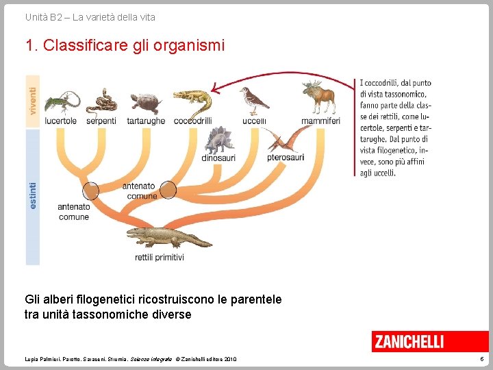 Unità B 2 – La varietà della vita 1. Classificare gli organismi Gli alberi