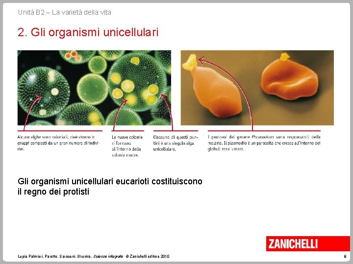 Unità B 2 – La varietà della vita 2. Gli organismi unicellulari eucarioti costituiscono