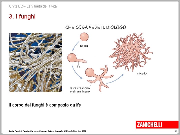 Unità B 2 – La varietà della vita 3. I funghi Il corpo dei