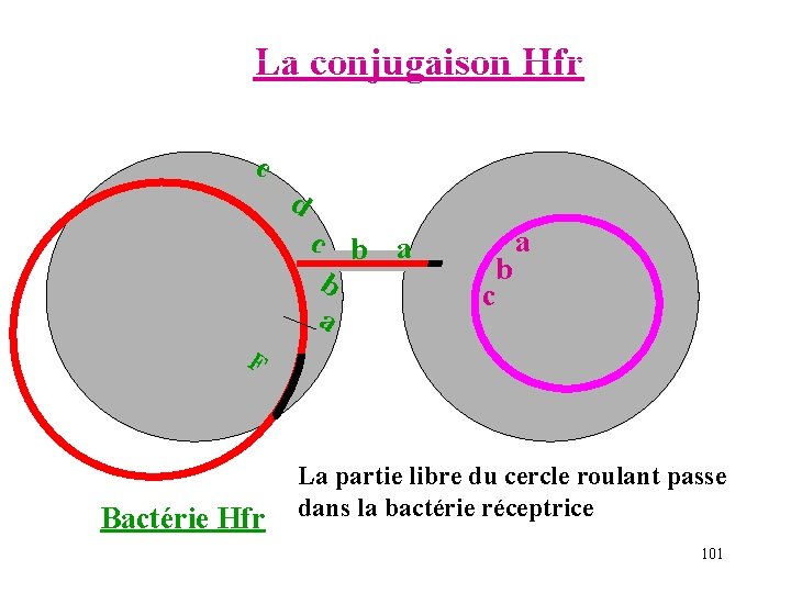 La conjugaison Hfr e d c b a b c a F Bactérie Hfr