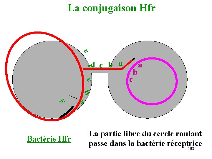 La conjugaison Hfr e d d c b a c b c a b