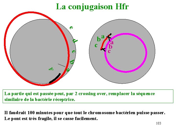 La conjugaison Hfr e d c ba a c b a F La partie