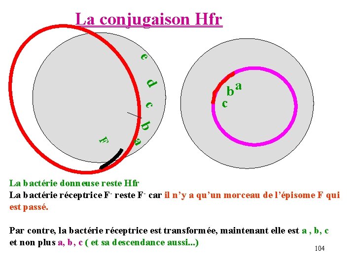 La conjugaison Hfr e d c ba c b a F La bactérie donneuse