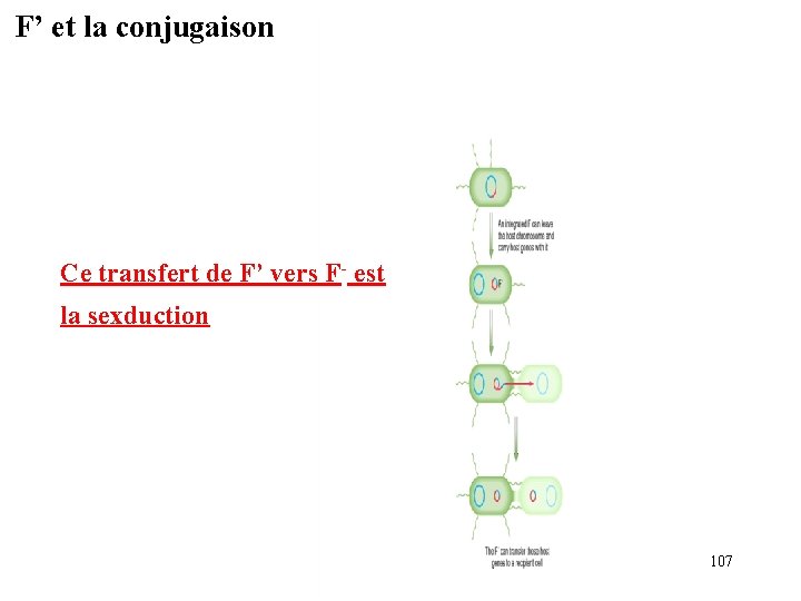 F’ et la conjugaison Ce transfert de F’ vers F est la sexduction 107