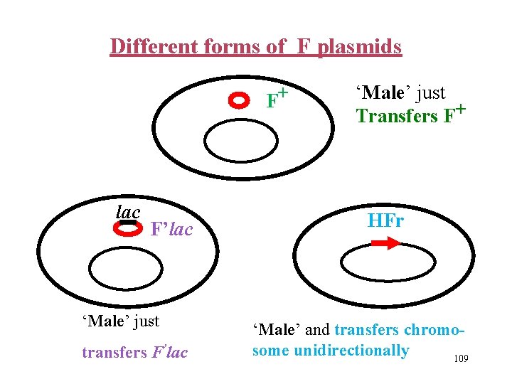 Different forms of F plasmids F+ lac F’lac ‘Male’ just transfers F’lac ‘Male’ just