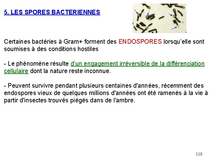 5. LES SPORES BACTERIENNES Certaines bactéries à Gram+ forment des ENDOSPORES lorsqu’elle sont soumises