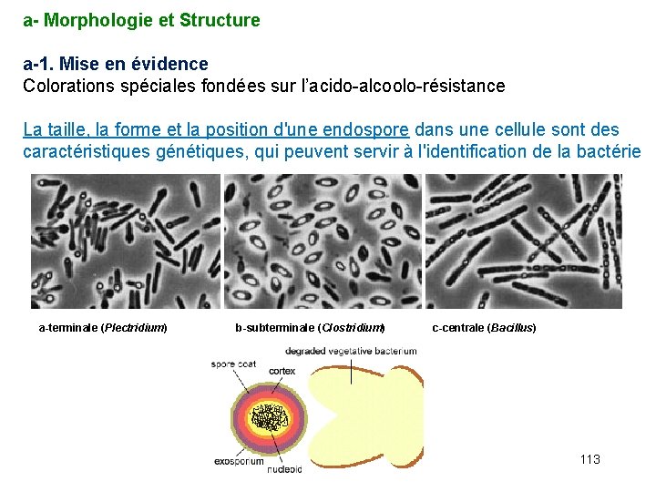 a- Morphologie et Structure a-1. Mise en évidence Colorations spéciales fondées sur l’acido-alcoolo-résistance La