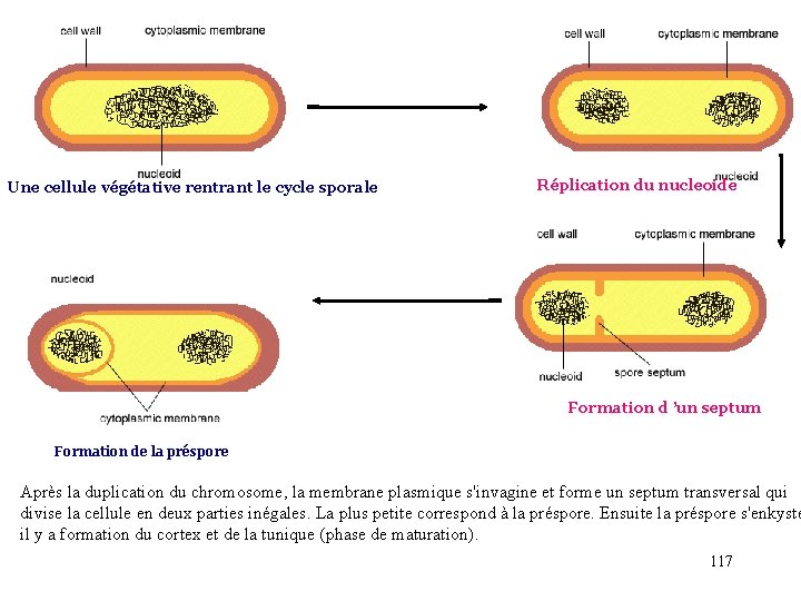 Une cellule végétative rentrant le cycle sporale Réplication du nucleoide Formation d ’un septum