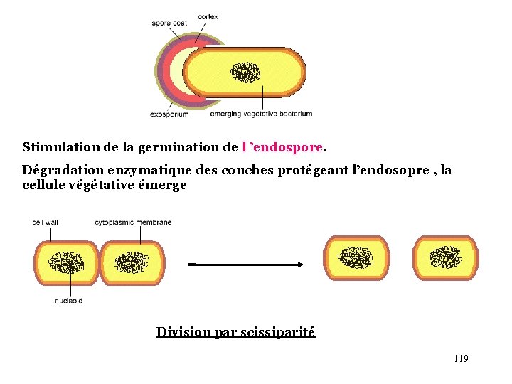 Stimulation de la germination de l ’endospore. Dégradation enzymatique des couches protégeant l’endosopre ,