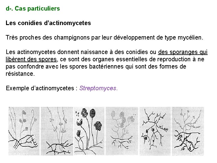 d-. Cas particuliers Les conidies d’actinomycetes Très proches des champignons par leur développement de