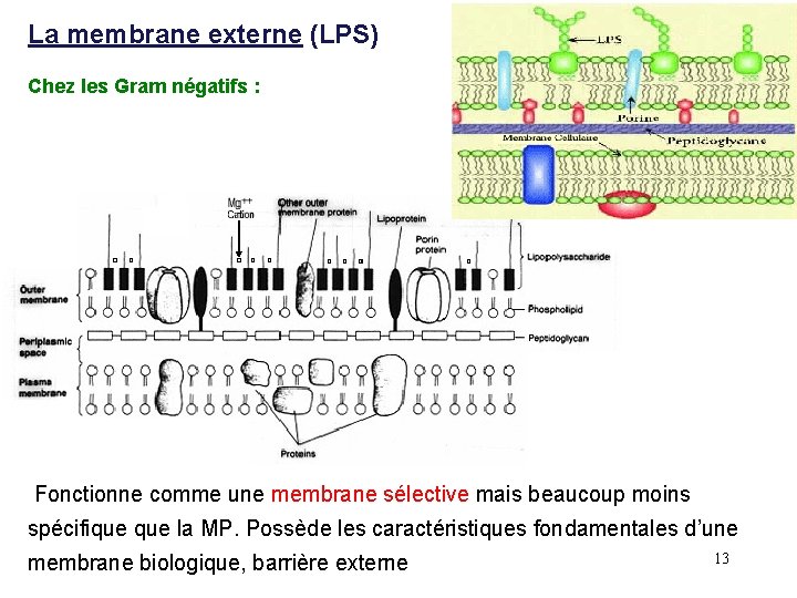 La membrane externe (LPS) Chez les Gram négatifs : Fonctionne comme une membrane sélective