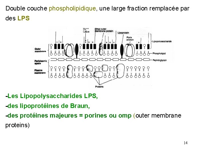 Double couche phospholipidique, une large fraction remplacée par des LPS -Les Lipopolysaccharides LPS, -des