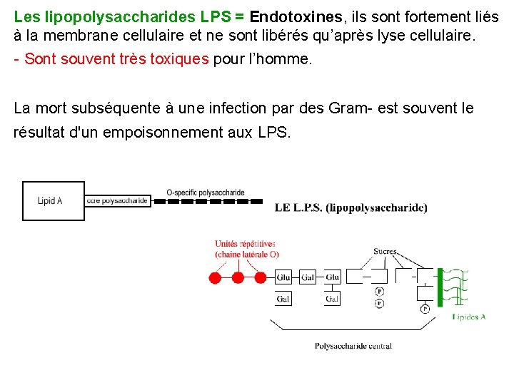 Les lipopolysaccharides LPS = Endotoxines, ils sont fortement liés à la membrane cellulaire et