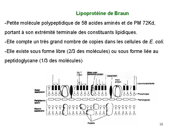  Lipoprotéine de Braun -Petite molécule polypeptidique de 58 acides aminés et de PM