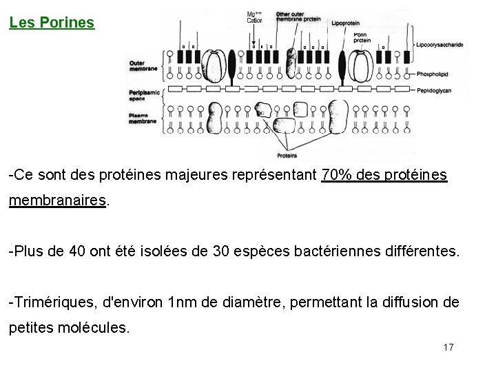 Les Porines -Ce sont des protéines majeures représentant 70% des protéines membranaires. -Plus de