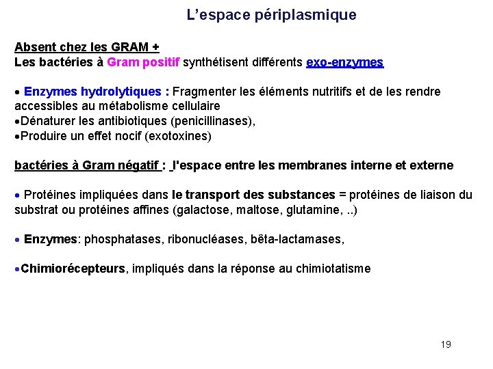  L’espace périplasmique Absent chez les GRAM + Les bactéries à Gram positif synthétisent