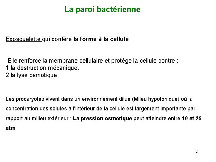  La paroi bactérienne Exosquelette qui confère la forme à la cellule Elle renforce