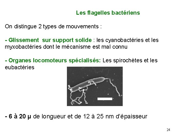  Les flagelles bactériens On distingue 2 types de mouvements : - Glissement sur