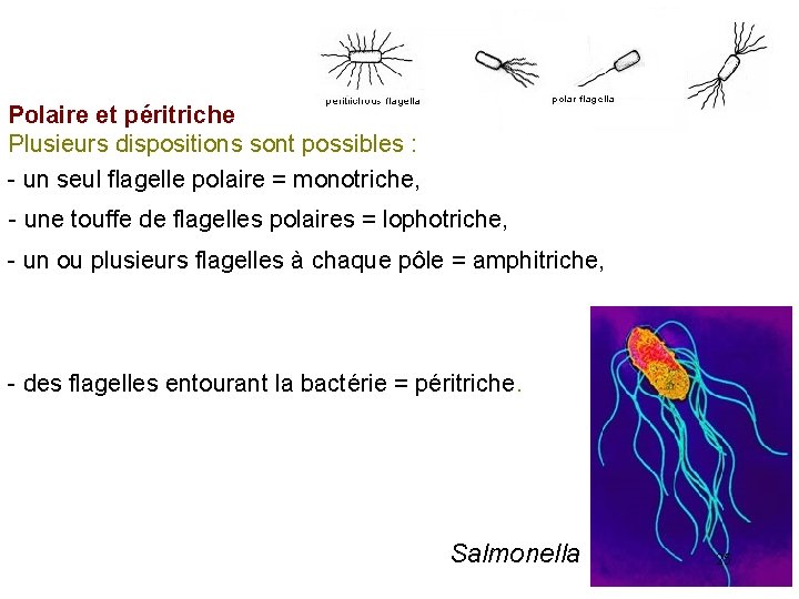 Polaire et péritriche Plusieurs dispositions sont possibles : - un seul flagelle polaire =