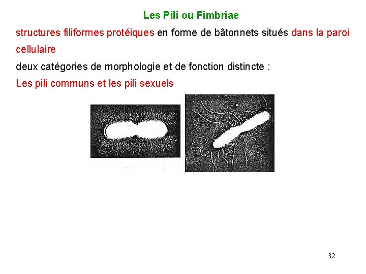  Les Pili ou Fimbriae structures filiformes protéiques en forme de bâtonnets situés dans
