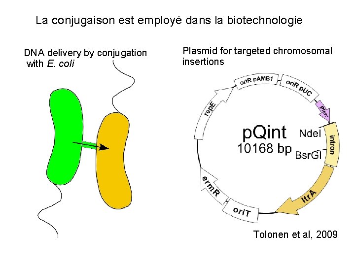 La conjugaison est employé dans la biotechnologie DNA delivery by conjugation with E. coli