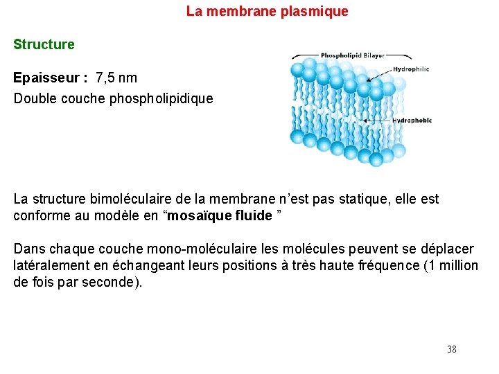  La membrane plasmique Structure Epaisseur : 7, 5 nm Double couche phospholipidique La