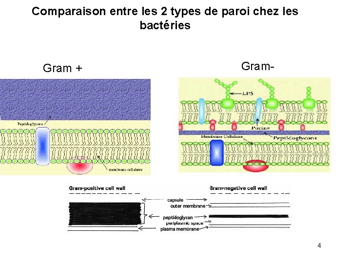 Comparaison entre les 2 types de paroi chez les bactéries Gram + Gram- 4