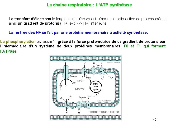  La chaine respiratoire : l ’ATP synthétase Le transfert d’électrons le long de