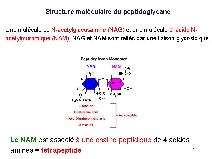  Structure moléculaire du peptidoglycane Une molécule de N-acetylglucosamine (NAG) et une molécule d’