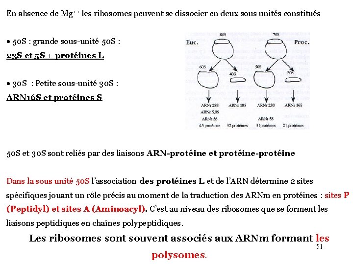 En absence de Mg++ les ribosomes peuvent se dissocier en deux sous unités constitués