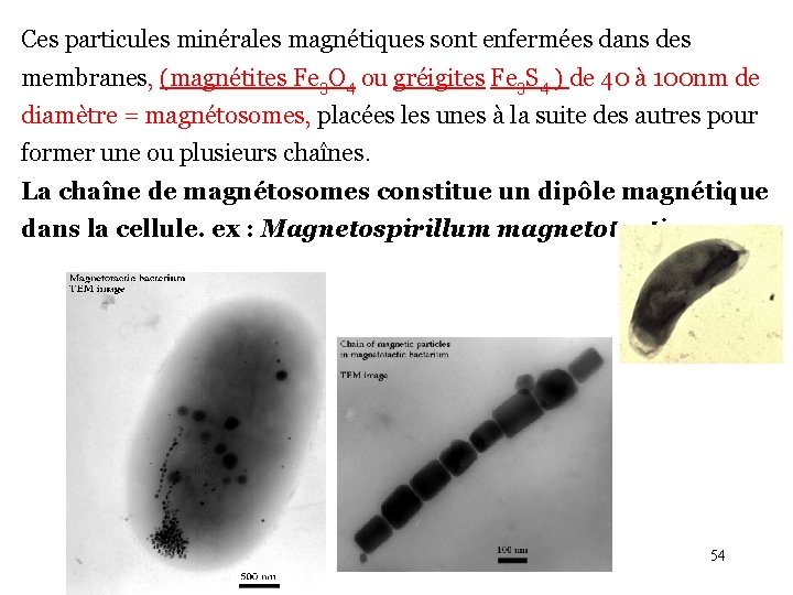 Ces particules minérales magnétiques sont enfermées dans des membranes, (magnétites Fe 3 O 4