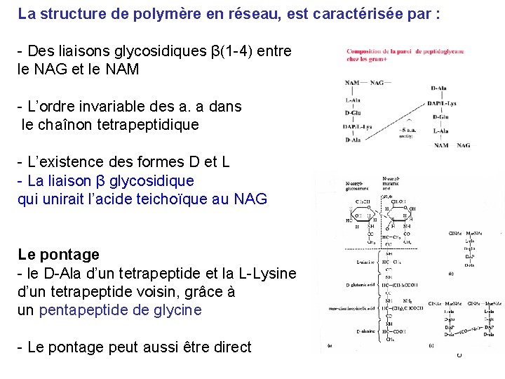 La structure de polymère en réseau, est caractérisée par : - Des liaisons glycosidiques