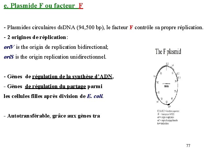 e. Plasmide F ou facteur F - Plasmides circulaires ds. DNA (94, 500 bp),