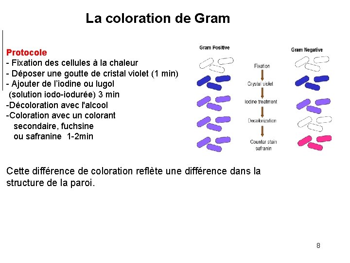  La coloration de Gram Protocole - Fixation des cellules à la chaleur -