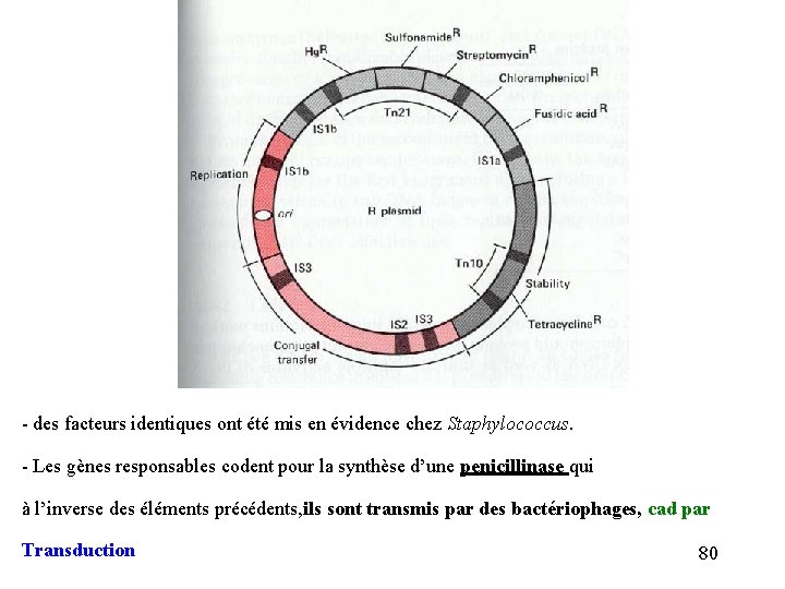 - des facteurs identiques ont été mis en évidence chez Staphylococcus. - Les gènes