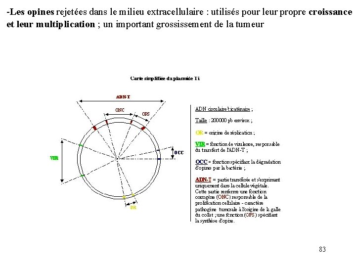 -Les opines rejetées dans le milieu extracellulaire : utilisés pour leur propre croissance et