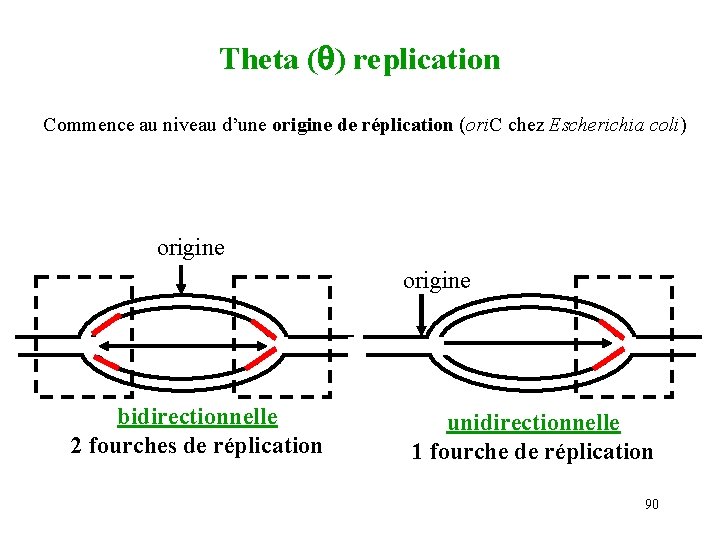 Theta ( ) replication Commence au niveau d’une origine de réplication (ori. C chez