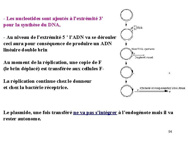  Les nucleotides sont ajoutés à l'extrémité 3' pour la synthèse du DNA, Au