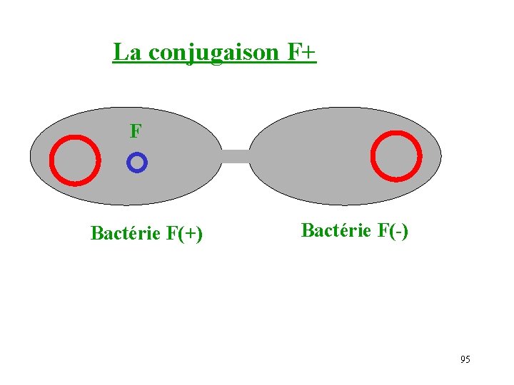 La conjugaison F+ F Bactérie F(+) Bactérie F( ) 95 