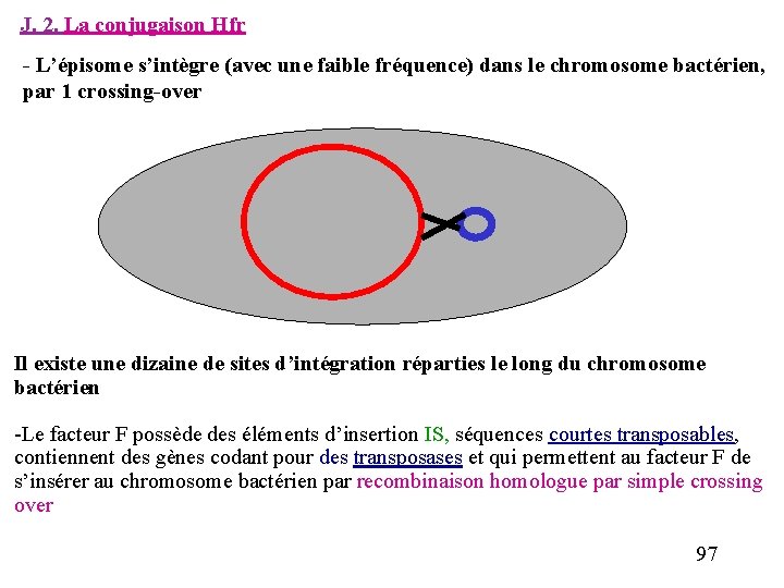 J. 2. La conjugaison Hfr L’épisome s’intègre (avec une faible fréquence) dans le chromosome