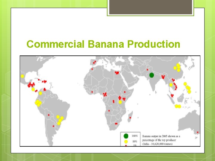 Commercial Banana Production 