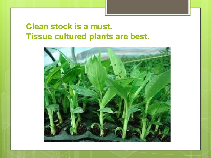 Clean stock is a must. Tissue cultured plants are best. 