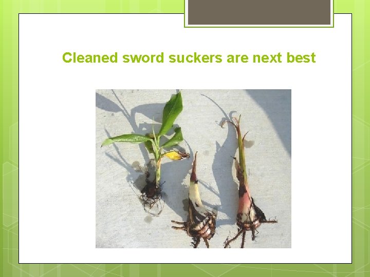 Cleaned sword suckers are next best 