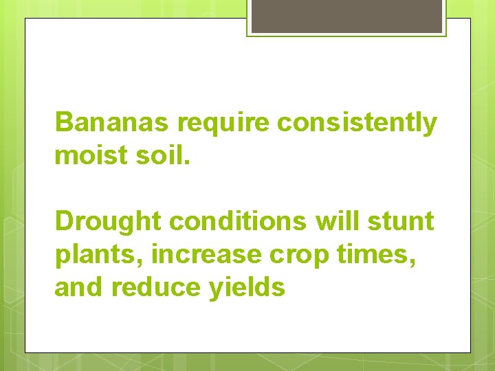 Bananas require consistently moist soil. Drought conditions will stunt plants, increase crop times, and