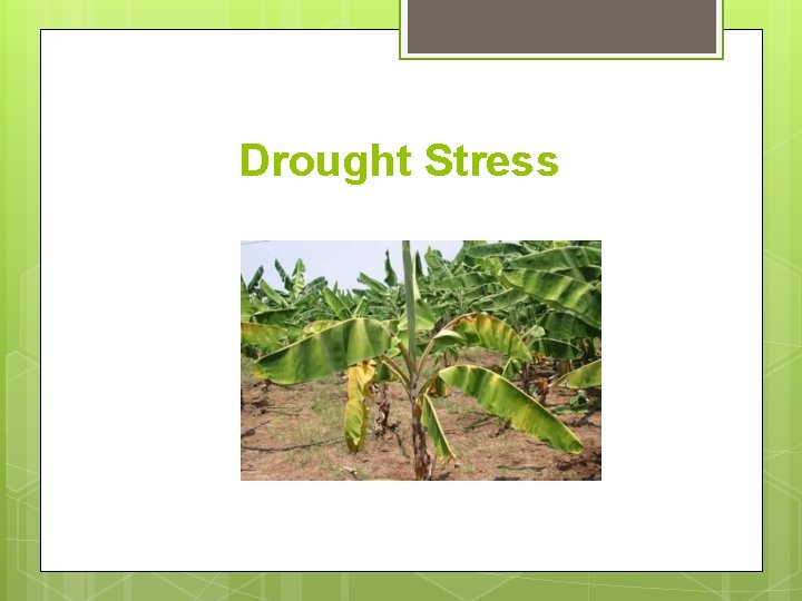 Drought Stress 